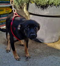 BIZO, Hund, Mischlingshund in Kroatien - Bild 1