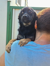 BIZO, Hund, Mischlingshund in Kroatien - Bild 2