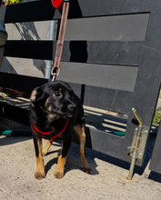 BIZO, Hund, Mischlingshund in Kroatien - Bild 3