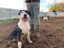 NERO, Hund, Mischlingshund in Ungarn - Bild 1
