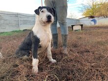 NERO, Hund, Mischlingshund in Ungarn - Bild 2
