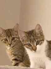 MIRA, Katze, Europäisch Kurzhaar in Walshausen - Bild 5