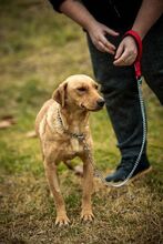 MILLA, Hund, Mischlingshund in Ungarn - Bild 2