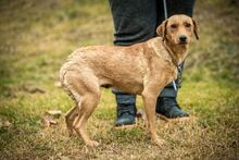 MILLA, Hund, Mischlingshund in Ungarn - Bild 3