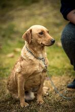 MILLA, Hund, Mischlingshund in Ungarn - Bild 4