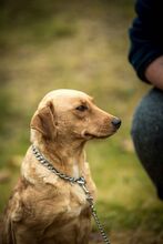 MILLA, Hund, Mischlingshund in Ungarn - Bild 5