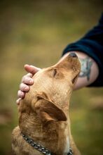 MILLA, Hund, Mischlingshund in Ungarn - Bild 7