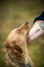 MILLA, Hund, Mischlingshund in Ungarn - Bild 8