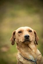 MILLA, Hund, Mischlingshund in Ungarn - Bild 9