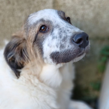 JOKER, Hund, Hirtenhund-Mix in Griechenland - Bild 1