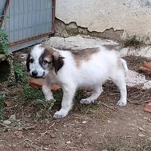JOKER, Hund, Hirtenhund-Mix in Griechenland - Bild 5