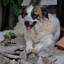 JOKER, Hund, Hirtenhund-Mix in Griechenland - Bild 8