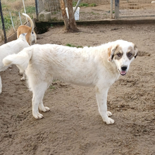 FILOU, Hund, Hirtenhund-Mix in Griechenland - Bild 2