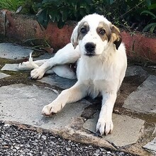 FILOU, Hund, Hirtenhund-Mix in Griechenland - Bild 6