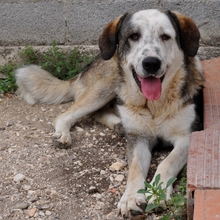 MARKOS, Hund, Hirtenhund-Mix in Griechenland - Bild 1