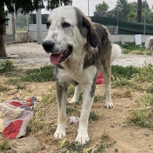 MARKOS, Hund, Hirtenhund-Mix in Griechenland - Bild 2