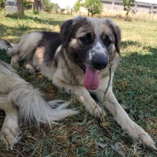 CHARLES, Hund, Deutscher Schäferhund-Mix in Griechenland - Bild 2