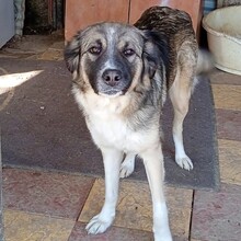 DARLA, Hund, Griechischer Schäferhund-Mix in Griechenland - Bild 1