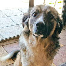 DARLA, Hund, Griechischer Schäferhund-Mix in Griechenland - Bild 2
