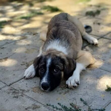 DARLA, Hund, Griechischer Schäferhund-Mix in Griechenland - Bild 8