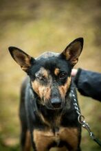 ELLI, Hund, Mischlingshund in Ungarn - Bild 1