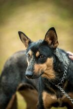 ELLI, Hund, Mischlingshund in Ungarn - Bild 2