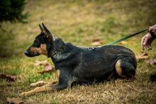 ELLI, Hund, Mischlingshund in Ungarn - Bild 4