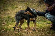 ELLI, Hund, Mischlingshund in Ungarn - Bild 5