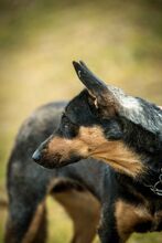 ELLI, Hund, Mischlingshund in Ungarn - Bild 6