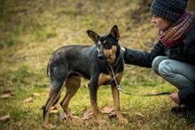 ELLI, Hund, Mischlingshund in Ungarn - Bild 7