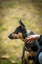 ELLI, Hund, Mischlingshund in Ungarn - Bild 8