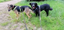 BEN, Hund, Mischlingshund in Heimbach - Bild 15