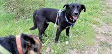 BEN, Hund, Mischlingshund in Heimbach - Bild 17