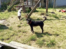 BEN, Hund, Mischlingshund in Heimbach - Bild 6
