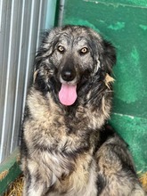 YARA, Hund, Herdenschutzhund-Mix in Rumänien - Bild 1