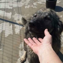 YARA, Hund, Herdenschutzhund-Mix in Rumänien - Bild 12