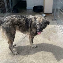 YARA, Hund, Herdenschutzhund-Mix in Rumänien - Bild 13