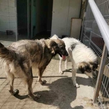 YARA, Hund, Herdenschutzhund-Mix in Rumänien - Bild 15