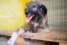 YARA, Hund, Herdenschutzhund-Mix in Rumänien - Bild 2