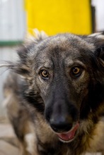 YARA, Hund, Herdenschutzhund-Mix in Rumänien - Bild 3
