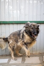 YARA, Hund, Herdenschutzhund-Mix in Rumänien - Bild 4