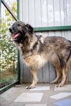 YARA, Hund, Herdenschutzhund-Mix in Rumänien - Bild 5