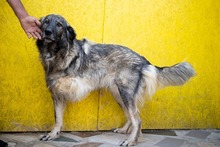 YARA, Hund, Herdenschutzhund-Mix in Rumänien - Bild 6