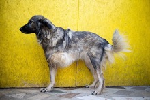 YARA, Hund, Herdenschutzhund-Mix in Rumänien - Bild 7