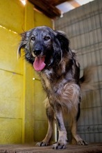 YARA, Hund, Herdenschutzhund-Mix in Rumänien - Bild 9