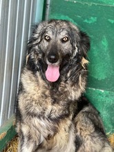 YARA, Hund, Herdenschutzhund-Mix in Oederquart - Bild 1