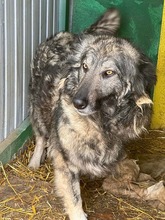 YARA, Hund, Herdenschutzhund-Mix in Oederquart - Bild 10