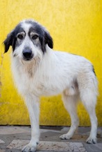 ZADIG, Hund, Herdenschutzhund-Mix in Rumänien - Bild 11