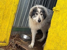 ZADIG, Hund, Herdenschutzhund-Mix in Rumänien - Bild 14
