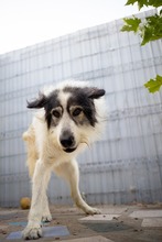 ZADIG, Hund, Herdenschutzhund-Mix in Rumänien - Bild 6